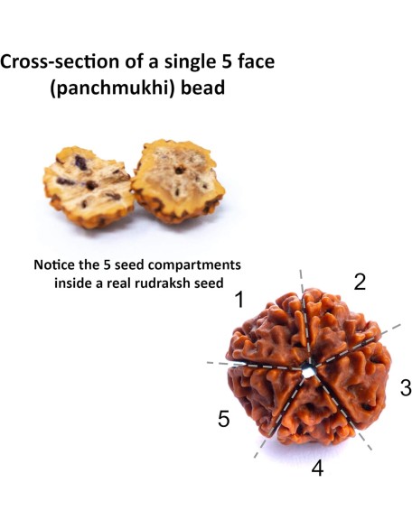 Rudraksha Mala | 5face Genuine Himalayan Rudraksha bracelet | Rudraksha Bead| Beaded Bracelets for Men | Pendant Necklace with Bead Bracelets Rudraksha Mala | 5face Genuine Himalayan Rudraksha bracelet | Rudraksha Bead| Beaded Bracelets for Men | Pendant Necklace with Bead Bracelets
